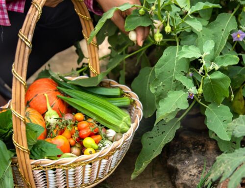 The Slow Food Movement: Rediscovering the Joy of Eating